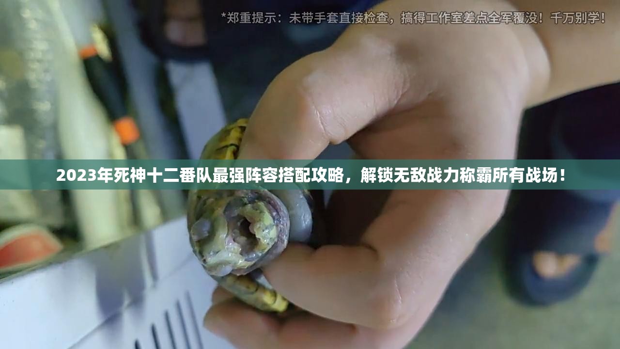 2023年死神十二番隊(duì)最強(qiáng)陣容搭配攻略，解鎖無(wú)敵戰(zhàn)力稱(chēng)霸所有戰(zhàn)場(chǎng)！