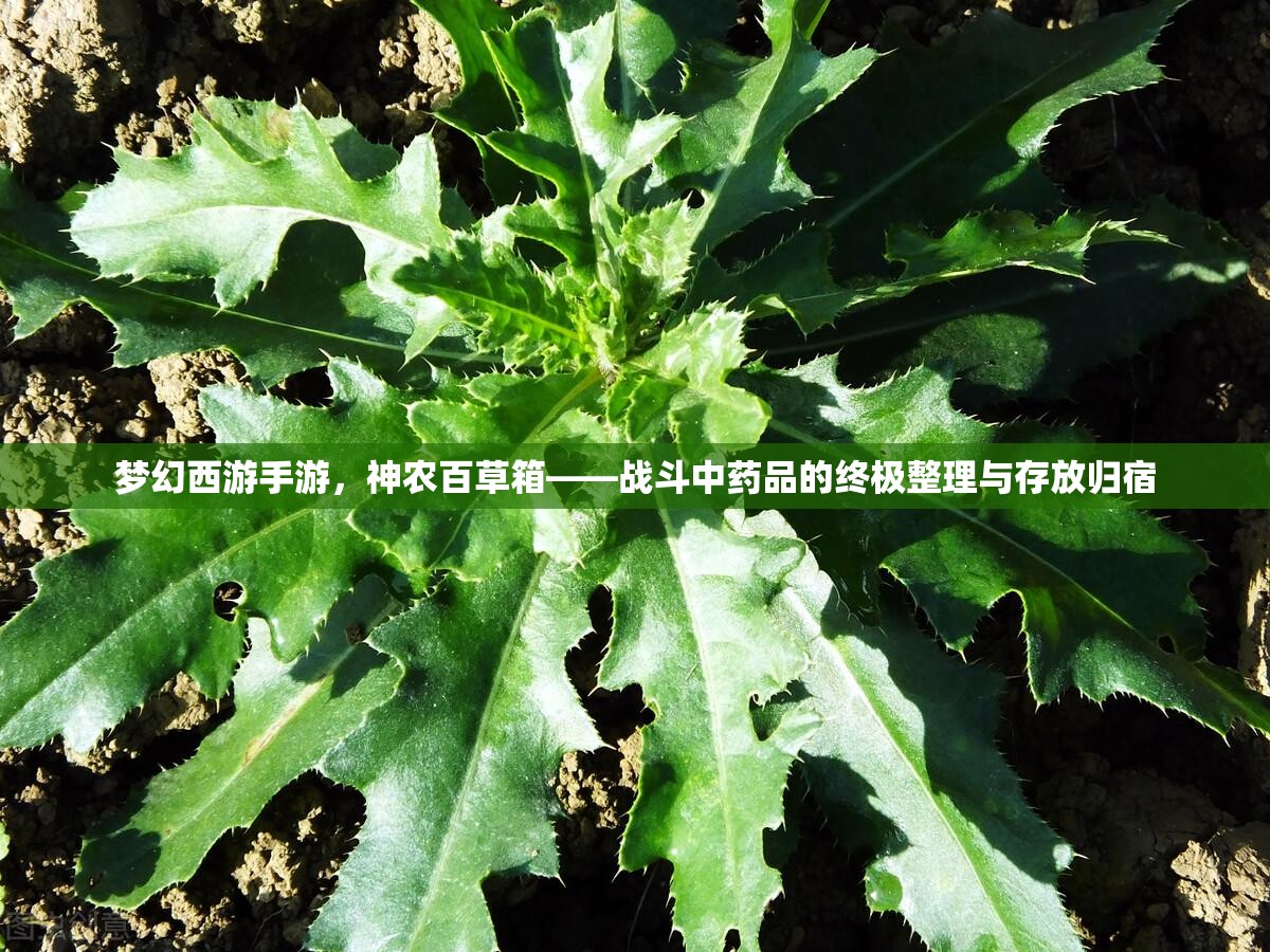 夢幻西游手游，神農(nóng)百草箱——戰(zhàn)斗中藥品的終極整理與存放歸宿