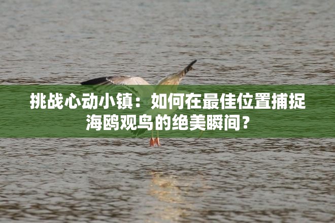 挑戰(zhàn)心動小鎮(zhèn)：如何在最佳位置捕捉海鷗觀鳥的絕美瞬間？