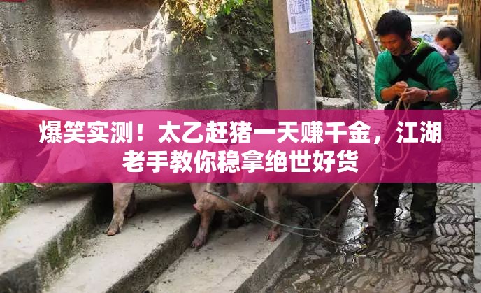 爆笑實測！太乙趕豬一天賺千金，江湖老手教你穩(wěn)拿絕世好貨