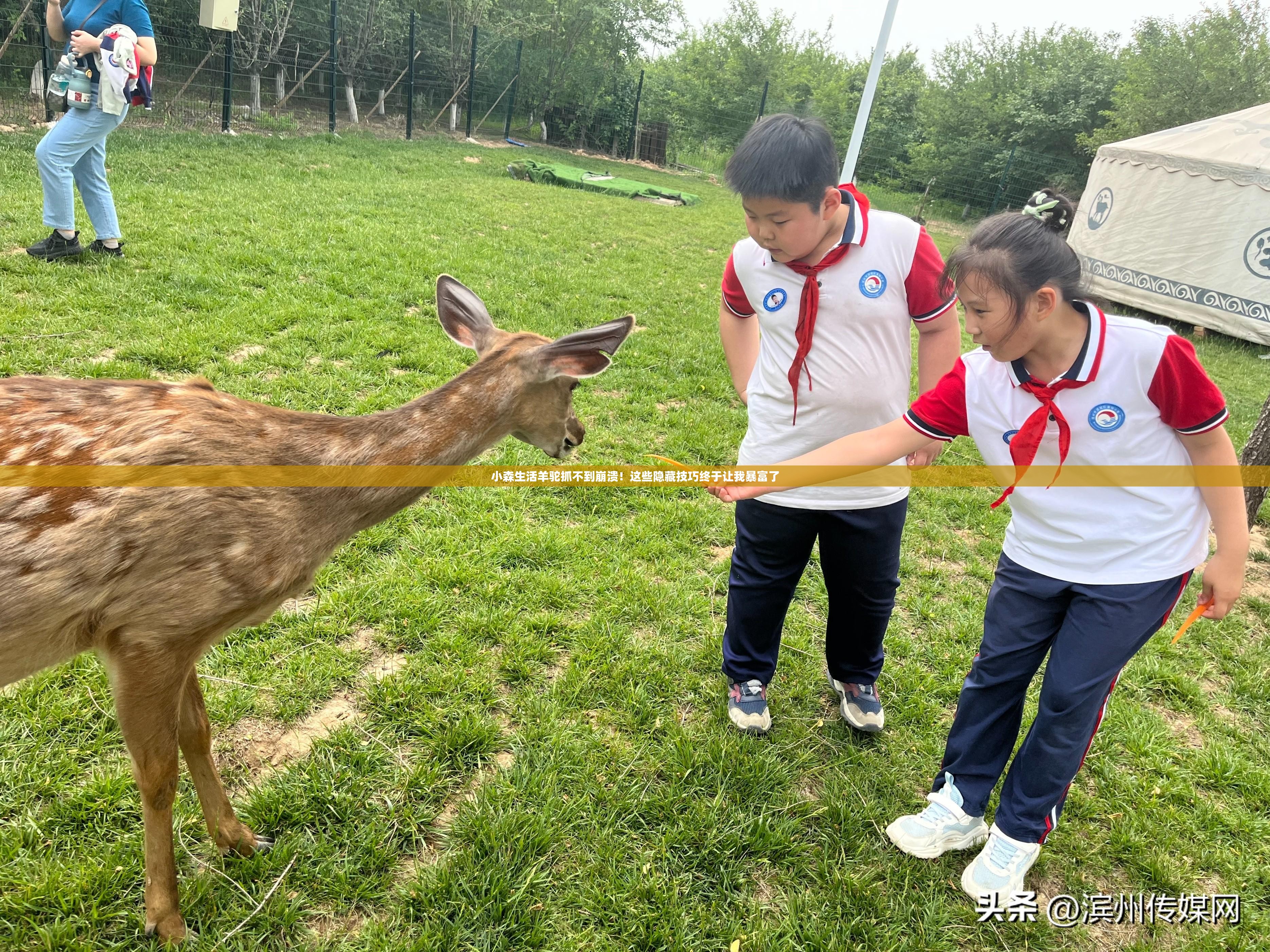 小森生活羊駝抓不到崩潰！這些隱藏技巧終于讓我暴富了